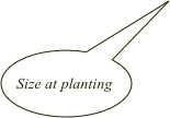 
  Size at planting