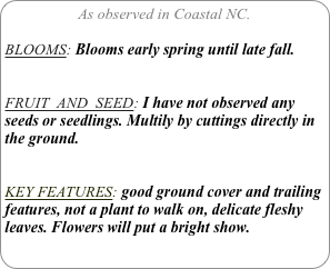 As observed in Coastal NC.

BLOOMS: Blooms early spring until late fall.


FRUIT  AND  SEED: I have not observed any seeds or seedlings. Multily by cuttings directly in the ground.


KEY FEATURES: good ground cover and trailing features, not a plant to walk on, delicate fleshy leaves. Flowers will put a bright show.