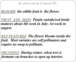 As observed in Coastal NC.

BLOOMS: the edible fruit is  the flower.

FRUIT  AND  SEED: Purple outside/red inside
matures about 4th week in July- 1st week in august.

KEY FEATURES: The flower blooms inside the fruit.  Most variaties are self pollinators and require no wasp to pollinate.

PRUNNING: During winter, when tree is dormant cut branches to open up interior.