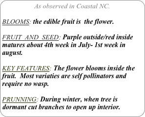 As observed in Coastal NC.

BLOOMS: the edible fruit is  the flower.

FRUIT  AND  SEED: Purple outside/red inside
matures about 4th week in July- 1st week in august.

KEY FEATURES: The flower blooms inside the fruit.  Most variaties are self pollinators and require no wasp.

PRUNNING: During winter, when tree is dormant cut branches to open up interior.