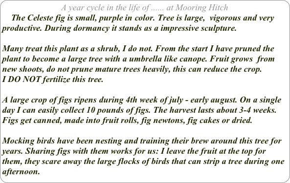 A year cycle in the life of ...... at Mooring Hitch
    The Celeste fig is small, purple in color. Tree is large,  vigorous and very productive. During dormancy it stands as a impressive sculpture.

Many treat this plant as a shrub, I do not. From the start I have pruned the plant to become a large tree with a umbrella like canope. Fruit grows  from new shoots, do not prune mature trees heavily, this can reduce the crop. 
I DO NOT fertilize this tree.

A large crop of figs ripens during 4th week of july - early august. On a single day I can easily collect 10 pounds of figs. The harvest lasts about 3-4 weeks.
Figs get canned, made into fruit rolls, fig newtons, fig cakes or dried.

Mocking birds have been nesting and training their brew around this tree for years. Sharing figs with them works for us: I leave the fruit at the top for them, they scare away the large flocks of birds that can strip a tree during one afternoon.