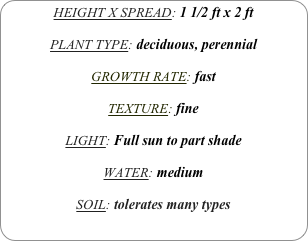 HEIGHT X SPREAD: 1 1/2 ft x 2 ft

PLANT TYPE: deciduous, perennial

GROWTH RATE: fast

TEXTURE: fine

LIGHT: Full sun to part shade

WATER: medium

SOIL: tolerates many types
