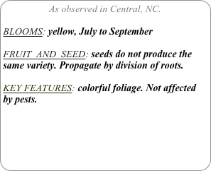 As observed in Central, NC.

BLOOMS: yellow, July to September

FRUIT  AND  SEED: seeds do not produce the same variety. Propagate by division of roots.

KEY FEATURES: colorful foliage. Not affected by pests.
