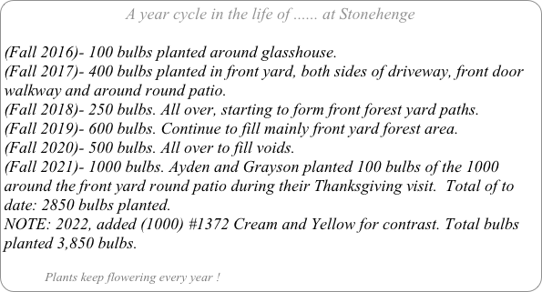A year cycle in the life of ...... at Stonehenge

(Fall 2016)- 100 bulbs planted around glasshouse.
(Fall 2017)- 400 bulbs planted in front yard, both sides of driveway, front door walkway and around round patio.
(Fall 2018)- 250 bulbs. All over, starting to form front forest yard paths.
(Fall 2019)- 600 bulbs. Continue to fill mainly front yard forest area.
(Fall 2020)- 500 bulbs. All over to fill voids.
(Fall 2021)- 1000 bulbs. Ayden and Grayson planted 100 bulbs of the 1000  around the front yard round patio during their Thanksgiving visit.  Total of to date: 2850 bulbs planted.
NOTE: 2022, added (1000) #1372 Cream and Yellow for contrast. Total bulbs planted 3,850 bulbs.

            Plants keep flowering every year !