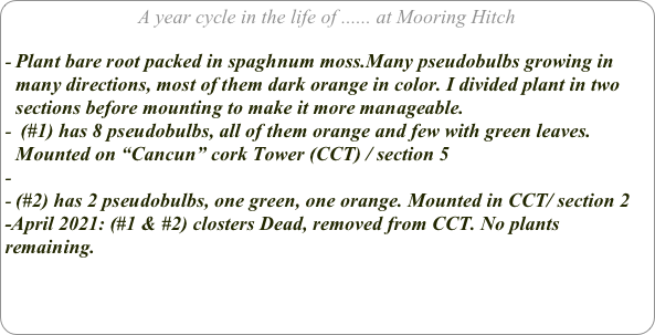 A year cycle in the life of ...... at Mooring Hitch

Plant bare root packed in spaghnum moss.Many pseudobulbs growing in many directions, most of them dark orange in color. I divided plant in two sections before mounting to make it more manageable.
 (#1) has 8 pseudobulbs, all of them orange and few with green leaves. Mounted on “Cancun” cork Tower (CCT) / section 5

(#2) has 2 pseudobulbs, one green, one orange. Mounted in CCT/ section 2
-April 2021: (#1 & #2) closters Dead, removed from CCT. No plants remaining.
