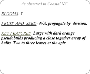 As observed in Coastal NC.

BLOOMS: ? 

FRUIT  AND  SEED: N/A, propagate by  division.

KEY FEATURES: Large with dark orange pseudobulbs producing a close together array of bulbs. Two to three leaves at the apix

