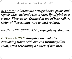 As observed in Coastal NC.

BLOOMS:  Flowers are ornage/brown petals and septals that curl and twist, a short lip of pink as a center. Flowers are featured at top of long spikes.
Color of flowers may vary to dark reddish.

FRUIT  AND  SEED: N/A, propagate by  division.

KEY FEATURES:elongated pseudobulbs developing ridges with age and turning yellow color, often resembling a bunch of bananas.