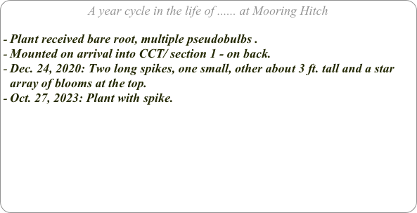 A year cycle in the life of ...... at Mooring Hitch

Plant received bare root, multiple pseudobulbs .
Mounted on arrival into CCT/ section 1 - on back.
Dec. 24, 2020: Two long spikes, one small, other about 3 ft. tall and a star array of blooms at the top.
Oct. 27, 2023: Plant with spike.