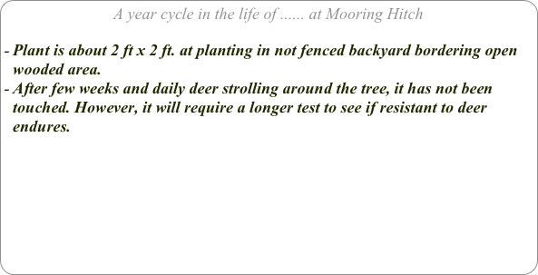 A year cycle in the life of ...... at Mooring Hitch

Plant is about 2 ft x 2 ft. at planting in not fenced backyard bordering open wooded area.
After few weeks and daily deer strolling around the tree, it has not been touched. However, it will require a longer test to see if resistant to deer endures.

