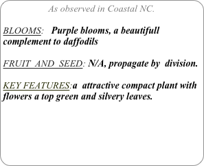 As observed in Coastal NC.

BLOOMS:   Purple blooms, a beautifull complement to daffodils

FRUIT  AND  SEED: N/A, propagate by  division.

KEY FEATURES:a  attractive compact plant with flowers a top green and silvery leaves.