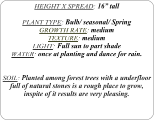 HEIGHT X SPREAD: 16” tall

PLANT TYPE: Bulb/ seasonal/ Spring
GROWTH RATE: medium
TEXTURE: medium
LIGHT: Full sun to part shade
WATER: once at planting and dance for rain.


SOIL: Planted among forest trees with a underfloor full of natural stones is a rough place to grow, inspite of it results are very pleasing.

