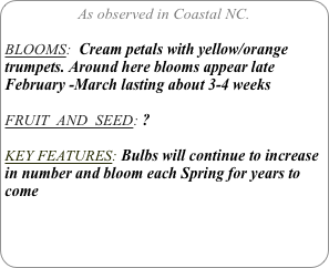 As observed in Coastal NC.

BLOOMS:  Cream petals with yellow/orange trumpets. Around here blooms appear late February -March lasting about 3-4 weeks
 
FRUIT  AND  SEED: ?

KEY FEATURES: Bulbs will continue to increase in number and bloom each Spring for years to come