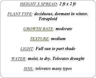 HEIGHT X SPREAD: 2 ft x 2 ft

PLANT TYPE: deciduous, dormant in winter.
Tetraploid

GROWTH RATE: moderate

TEXTURE: medium 

LIGHT: Full sun to part shade

WATER: moist, to dry. Tolerates drought

SOIL: tolerates many types
