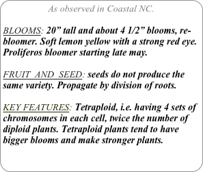 As observed in Coastal NC.

BLOOMS: 20” tall and about 4 1/2” blooms, re-bloomer. Soft lemon yellow with a strong red eye.
Proliferos bloomer starting late may.

FRUIT  AND  SEED: seeds do not produce the same variety. Propagate by division of roots.

KEY FEATURES: Tetraploid, i.e. having 4 sets of chromosomes in each cell, twice the number of diploid plants. Tetraploid plants tend to have bigger blooms and make stronger plants.
