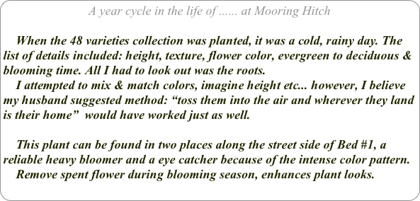 A year cycle in the life of ...... at Mooring Hitch

    When the 48 varieties collection was planted, it was a cold, rainy day. The list of details included: height, texture, flower color, evergreen to deciduous & blooming time. All I had to look out was the roots. 
    I attempted to mix & match colors, imagine height etc... however, I believe my husband suggested method: “toss them into the air and wherever they land is their home”  would have worked just as well.

    This plant can be found in two places along the street side of Bed #1, a reliable heavy bloomer and a eye catcher because of the intense color pattern.
    Remove spent flower during blooming season, enhances plant looks.
