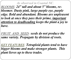 As observed in Coastal NC.
BLOOMS: 24” tall and about 5” blooms, re-bloomer. Dusty pink, large purple eye, purple edge. Bold and abundant. Blooms are unpleasent to look at once they pass their prime, important attention to deadheading keeps the plant a joy to have.

FRUIT  AND  SEED: seeds do not produce the same variety. Propagate by division of roots.

KEY FEATURES: Tetraploid plants tend to have bigger blooms and make stronger plants.  This plant lieves up to these trades. 
