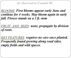 As observed in Coastal NC.

BLOOMS: First blooms appear early June and continue for 4 weeks. May bloom again in early fall. Flower stands on a 3 ft. stem

FRUIT  AND  SEED: none, propagate by division of roots.

KEY FEATURES: requires no care once planted.
Frequently found growing along road sides, empty fields and wild spaces.
