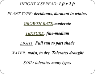 HEIGHT X SPREAD: 1 ft x 2 ft

PLANT TYPE: deciduous, dormant in winter.

GROWTH RATE:moderate

TEXTURE: fine-medium

LIGHT: Full sun to part shade

WATER: moist, to dry. Tolerates drought

SOIL: tolerates many types
