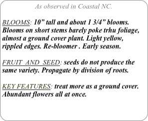 As observed in Coastal NC.

BLOOMS: 10” tall and about 1 3/4” blooms. Blooms on short stems barely poke trhu foliage, almost a ground cover plant. Light yellow, rippled edges. Re-bloomer . Early season.

FRUIT  AND  SEED: seeds do not produce the same variety. Propagate by division of roots.

KEY FEATURES: treat more as a ground cover. Abundant flowers all at once.
