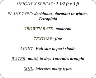 HEIGHT X SPREAD: 2 1/2 ft x 3 ft

PLANT TYPE: deciduous, dormant in winter.
Tetraploid

GROWTH RATE: moderate

TEXTURE: fine

LIGHT: Full sun to part shade

WATER: moist, to dry. Tolerates drought

SOIL: tolerates many types
