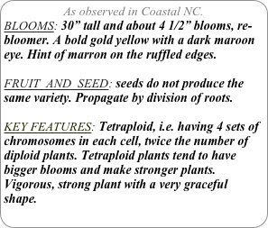 As observed in Coastal NC.
BLOOMS: 30” tall and about 4 1/2” blooms, re-bloomer. A bold gold yellow with a dark maroon eye. Hint of marron on the ruffled edges.

FRUIT  AND  SEED: seeds do not produce the same variety. Propagate by division of roots.

KEY FEATURES: Tetraploid, i.e. having 4 sets of chromosomes in each cell, twice the number of diploid plants. Tetraploid plants tend to have bigger blooms and make stronger plants.
Vigorous, strong plant with a very graceful shape.
