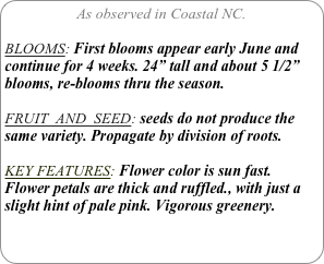 As observed in Coastal NC.

BLOOMS: First blooms appear early June and continue for 4 weeks. 24” tall and about 5 1/2” blooms, re-blooms thru the season.

FRUIT  AND  SEED: seeds do not produce the same variety. Propagate by division of roots.

KEY FEATURES: Flower color is sun fast.
Flower petals are thick and ruffled., with just a slight hint of pale pink. Vigorous greenery.
