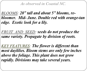 As observed in Coastal NC.

BLOOMS: 20” tall and about 5” blooms, re-bloomer.  Mid- June. Double red with orange-tan edge.  Exotic look for a lily.

FRUIT  AND  SEED: seeds do not produce the same variety. Propagate by division of roots.

KEY FEATURES: The flower is different than most daylilies. Bloom stems are only few inches above the foliage. This plant does not grow rapidly. Divisions may take several years.
