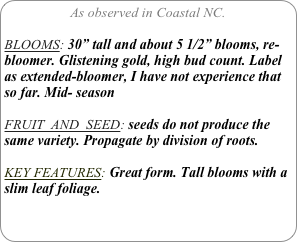 As observed in Coastal NC.

BLOOMS: 30” tall and about 5 1/2” blooms, re-bloomer. Glistening gold, high bud count. Label as extended-bloomer, I have not experience that so far. Mid- season

FRUIT  AND  SEED: seeds do not produce the same variety. Propagate by division of roots.

KEY FEATURES: Great form. Tall blooms with a slim leaf foliage.
