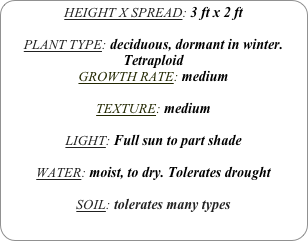 HEIGHT X SPREAD: 3 ft x 2 ft

PLANT TYPE: deciduous, dormant in winter.
Tetraploid
GROWTH RATE: medium

TEXTURE: medium 

LIGHT: Full sun to part shade

WATER: moist, to dry. Tolerates drought

SOIL: tolerates many types
