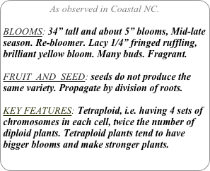 As observed in Coastal NC.

BLOOMS: 34” tall and about 5” blooms, Mid-late season. Re-bloomer. Lacy 1/4” fringed ruffling, brilliant yellow bloom. Many buds. Fragrant.

FRUIT  AND  SEED: seeds do not produce the same variety. Propagate by division of roots.

KEY FEATURES: Tetraploid, i.e. having 4 sets of chromosomes in each cell, twice the number of diploid plants. Tetraploid plants tend to have bigger blooms and make stronger plants.
