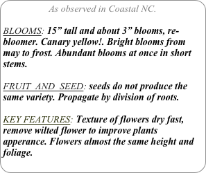 As observed in Coastal NC.

BLOOMS: 15” tall and about 3” blooms, re-bloomer. Canary yellow!. Bright blooms from  may to frost. Abundant blooms at once in short stems.

FRUIT  AND  SEED: seeds do not produce the same variety. Propagate by division of roots.

KEY FEATURES: Texture of flowers dry fast, remove wilted flower to improve plants apperance. Flowers almost the same height and foliage.
