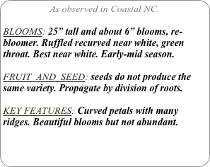 As observed in Coastal NC.

BLOOMS: 25” tall and about 6” blooms, re-bloomer. Ruffled recurved near white, green throat. Best near white. Early-mid season.

FRUIT  AND  SEED: seeds do not produce the same variety. Propagate by division of roots.

KEY FEATURES: Curved petals with many ridges. Beautiful blooms but not abundant.

