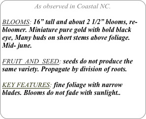 As observed in Coastal NC.

BLOOMS: 16” tall and about 2 1/2” blooms, re-bloomer. Miniature pure gold with bold black eye, Many buds on short stems above foliage. Mid- june.

FRUIT  AND  SEED: seeds do not produce the same variety. Propagate by division of roots.

KEY FEATURES: fine foliage with narrow blades. Blooms do not fade with sunlight..
