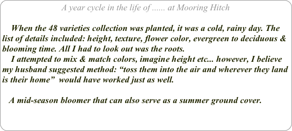 A year cycle in the life of ...... at Mooring Hitch

    When the 48 varieties collection was planted, it was a cold, rainy day. The list of details included: height, texture, flower color, evergreen to deciduous & blooming time. All I had to look out was the roots. 
    I attempted to mix & match colors, imagine height etc... however, I believe my husband suggested method: “toss them into the air and wherever they land is their home”  would have worked just as well.
    
   A mid-season bloomer that can also serve as a summer ground cover.
