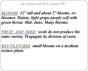 As observed in Coastal NC.

BLOOMS: 12” tall and about 2” blooms, re-bloomer. Dainty, light grape purple self with green throat. Mid- June. Many blooms.

FRUIT  AND  SEED: seeds do not produce the same variety. Propagate by division of roots.

KEY FEATURES: small blooms on a medium texture plant.
