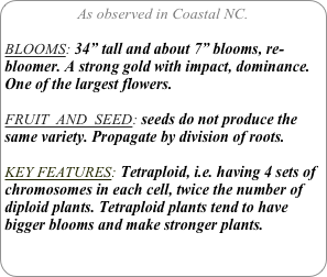 As observed in Coastal NC.

BLOOMS: 34” tall and about 7” blooms, re-bloomer. A strong gold with impact, dominance. One of the largest flowers.

FRUIT  AND  SEED: seeds do not produce the same variety. Propagate by division of roots.

KEY FEATURES: Tetraploid, i.e. having 4 sets of chromosomes in each cell, twice the number of diploid plants. Tetraploid plants tend to have bigger blooms and make stronger plants.
