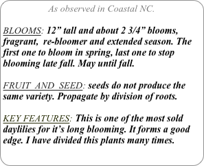 As observed in Coastal NC.

BLOOMS: 12” tall and about 2 3/4” blooms, fragrant,  re-bloomer and extended season. The first one to bloom in spring, last one to stop blooming late fall. May until fall.

FRUIT  AND  SEED: seeds do not produce the same variety. Propagate by division of roots.

KEY FEATURES: This is one of the most sold daylilies for it’s long blooming. It forms a good edge. I have divided this plants many times.
