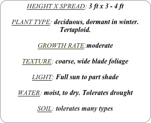 HEIGHT X SPREAD: 3 ft x 3 - 4 ft

PLANT TYPE: deciduous, dormant in winter.
Tertaploid.

GROWTH RATE:moderate

TEXTURE: coarse, wide blade foliage

LIGHT: Full sun to part shade

WATER: moist, to dry. Tolerates drought

SOIL: tolerates many types
