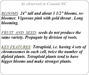 As observed in Coastal NC.

BLOOMS: 24” tall and about 3 1/2” blooms, re-bloomer. Vigorous pink with gold throat . Long blooming.

FRUIT  AND  SEED: seeds do not produce the same variety. Propagate by division of roots.

KEY FEATURES: Tetraploid, i.e. having 4 sets of chromosomes in each cell, twice the number of diploid plants. Tetraploid plants tend to have bigger blooms and make stronger plants.
