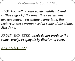 As observed in Coastal NC.

BLOOMS: Yellow with a pale middle rib and ruffled edges.Of the inner three petals, one appears longer resembling a long tong, this feature is more pronounced in some of the plants. Mid June.

FRUIT  AND  SEED: seeds do not produce the same variety. Propagate by division of roots.

KEY FEATURES: 