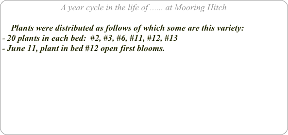 A year cycle in the life of ...... at Mooring Hitch

    Plants were distributed as follows of which some are this variety:
20 plants in each bed:  #2, #3, #6, #11, #12, #13
June 11, plant in bed #12 open first blooms.