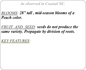 As observed in Coastal NC.

BLOOMS: 28” tall , mid-season blooms of a Peach color.

FRUIT  AND  SEED: seeds do not produce the same variety. Propagate by division of roots.

KEY FEATURES: 