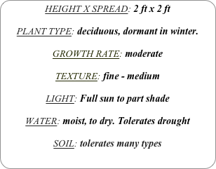 HEIGHT X SPREAD: 2 ft x 2 ft

PLANT TYPE: deciduous, dormant in winter.

GROWTH RATE: moderate

TEXTURE: fine - medium 

LIGHT: Full sun to part shade

WATER: moist, to dry. Tolerates drought

SOIL: tolerates many types
