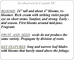 As observed in Coastal NC.

BLOOMS: 24” tall and about 4” blooms, re-bloomer. Rich cream with striking violet purple eye on short stems. Sunfast, and strong. Early -mid season. First blooms around mid-june. Fragrant.

FRUIT  AND  SEED: seeds do not produce the same variety. Propagate by division of roots.

KEY FEATURES: long and narrow leaf blades with blooms that barely stand above the foliage.
