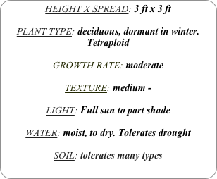 HEIGHT X SPREAD: 3 ft x 3 ft

PLANT TYPE: deciduous, dormant in winter.
Tetraploid

GROWTH RATE: moderate

TEXTURE: medium -

LIGHT: Full sun to part shade

WATER: moist, to dry. Tolerates drought

SOIL: tolerates many types
