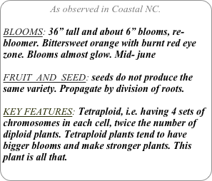 As observed in Coastal NC.

BLOOMS: 36” tall and about 6” blooms, re-bloomer. Bittersweet orange with burnt red eye zone. Blooms almost glow. Mid- june

FRUIT  AND  SEED: seeds do not produce the same variety. Propagate by division of roots.

KEY FEATURES: Tetraploid, i.e. having 4 sets of chromosomes in each cell, twice the number of diploid plants. Tetraploid plants tend to have bigger blooms and make stronger plants. This plant is all that.
