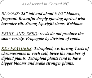 As observed in Coastal NC.

BLOOMS: 28” tall and about 6 1/2” blooms, fragrant. Beautiful deeply glowing apricot with lavender rib. Strong Up-right stems. Rebloom.

FRUIT  AND  SEED: seeds do not produce the same variety. Propagate by division of roots.

KEY FEATURES: Tetraploid, i.e. having 4 sets of chromosomes in each cell, twice the number of diploid plants. Tetraploid plants tend to have bigger blooms and make stronger plants.
