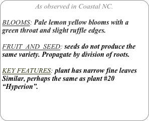 As observed in Coastal NC.

BLOOMS: Pale lemon yellow blooms with a green throat and slight ruffle edges.

FRUIT  AND  SEED: seeds do not produce the same variety. Propagate by division of roots.

KEY FEATURES: plant has narrow fine leaves
Similar, perhaps the same as plant #20 “Hyperion”.