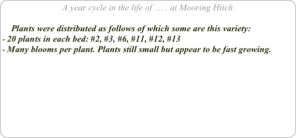 A year cycle in the life of ...... at Mooring Hitch

    Plants were distributed as follows of which some are this variety:
20 plants in each bed: #2, #3, #6, #11, #12, #13
Many blooms per plant. Plants still small but appear to be fast growing.