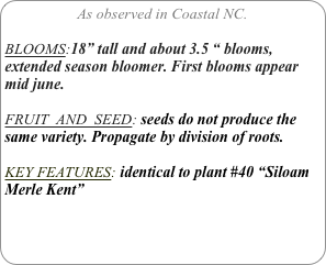 As observed in Coastal NC.

BLOOMS:18” tall and about 3.5 “ blooms, extended season bloomer. First blooms appear mid june.

FRUIT  AND  SEED: seeds do not produce the same variety. Propagate by division of roots.

KEY FEATURES: identical to plant #40 “Siloam Merle Kent”